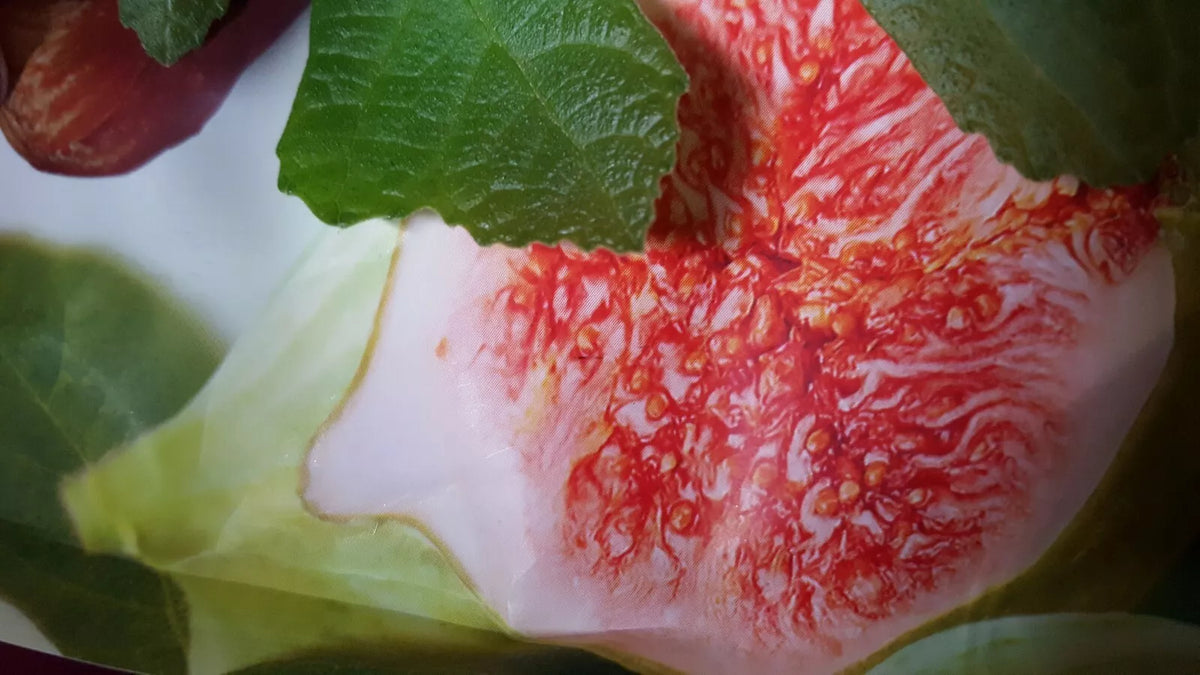 Jerusalem Fig Seeds - Organic Ficus carica Heirloom Variety for Home Gardening - 100+ Seeds