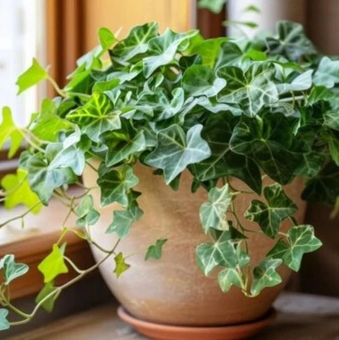 English Ivy Live Plant in Pot – 2 Trailing Vines Hedera helix Indoor Greenery