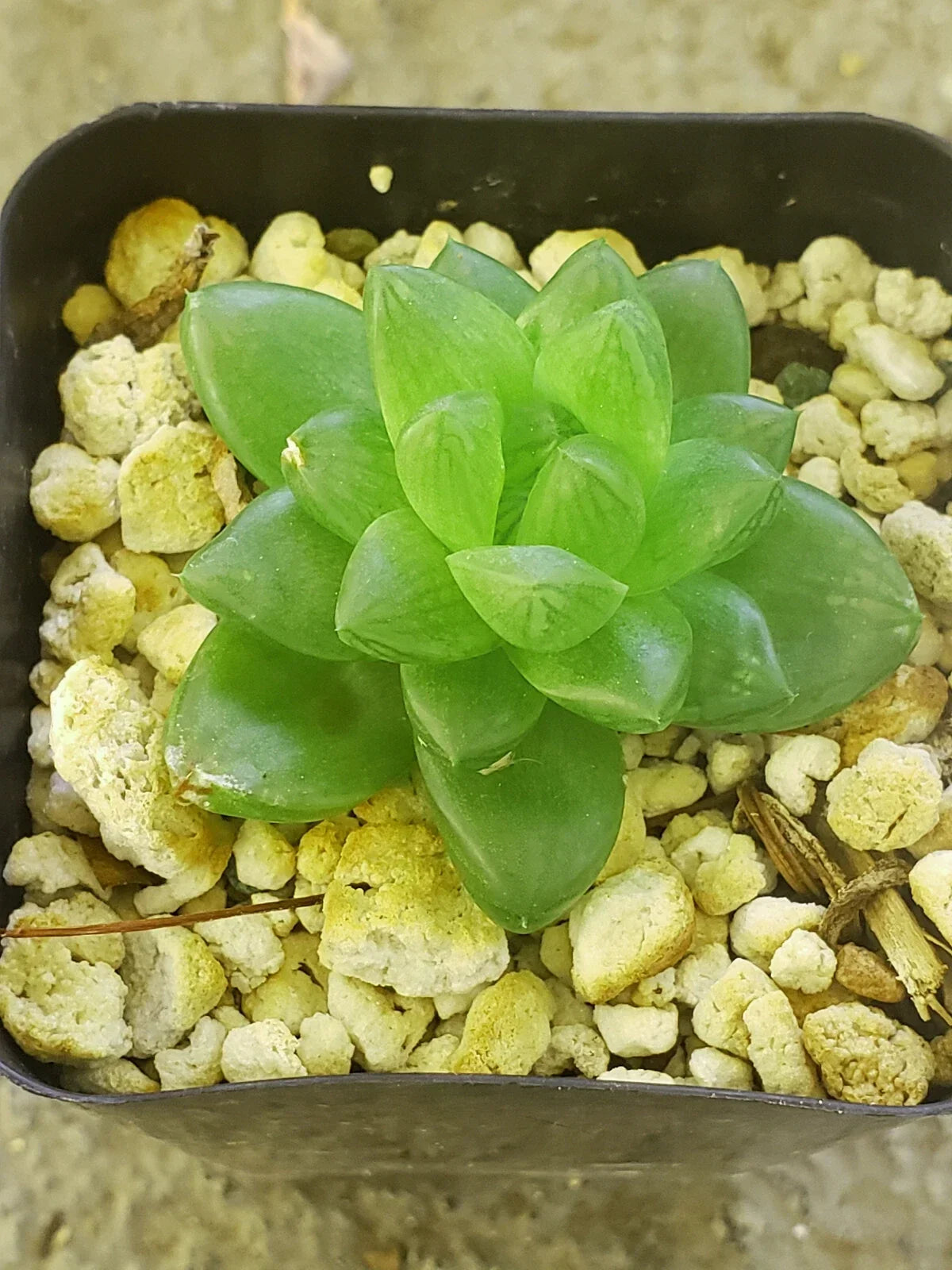 Haworthia Cymbiformis Var. Obtusa Succulent 2" Potted Plant Rare Finger Magnet Indoor Garden
