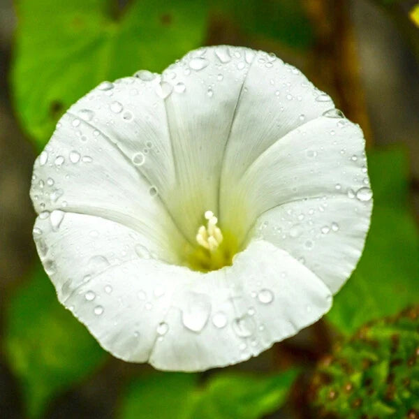 Pearly Gates Morning Glory Seeds | 4-Inch White Flowers | Ipomoea tricolor | AAS Winner, Vining, Pollinator Attracting
