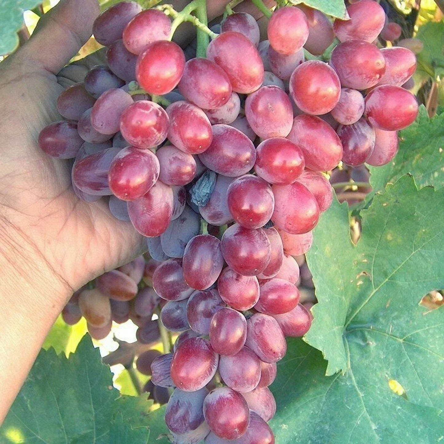 Crimson Vine Bare Root Plant - Large Red Seedless Table Grape - Vitis vinifera 'T210A' for Home Garden & Vineyard