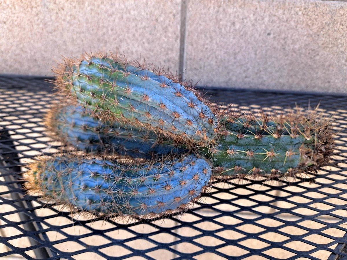 Pilosocereus Flexibilispinus Cactus Cutting 10" - Blue Green Stem Succulent for Propagation, Indoor & Outdoor Plant