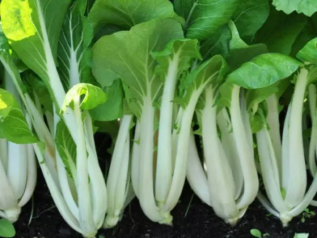 Pak Choi Seeds, White Stem, Non-GMO Chinese Cabbage, Brassica rapa var. chinensis, Fresh Greens for Gardening