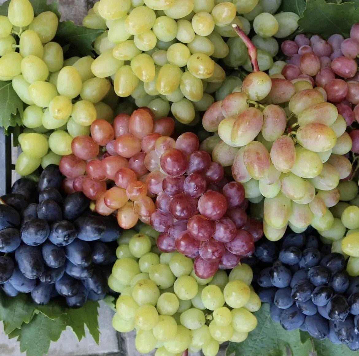 Mixed Grape Seeds 50 Pack - Organic Vitis vinifera Multicolor Wine & Dessert Varieties for Easy Growing