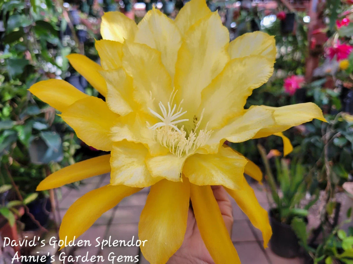 Epiphyllum David's Golden Splendor Unrooted Cuttings – 8-10 Inches, Tropical Cactus Propagation, Epiphyllum Hybrid