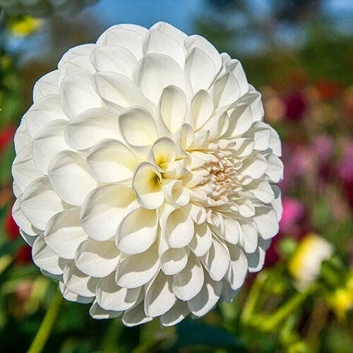 25 Boom Boom White Dahlia Seeds | Perennial Flower Seeds for Borders & Cut Flowers | Dahlia pinnata