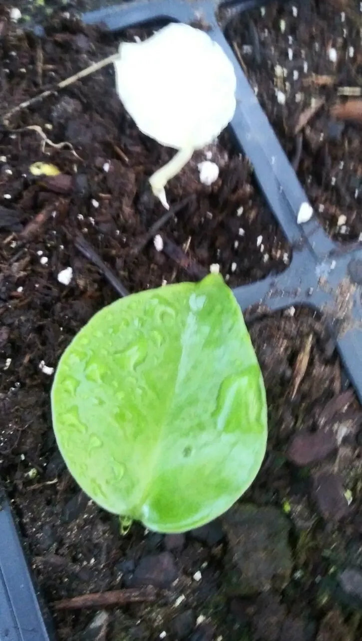 Monstera Deliciosa Seedlings - Green Variegated - Live Houseplant - Tropical Foliage - Monstera deliciosa