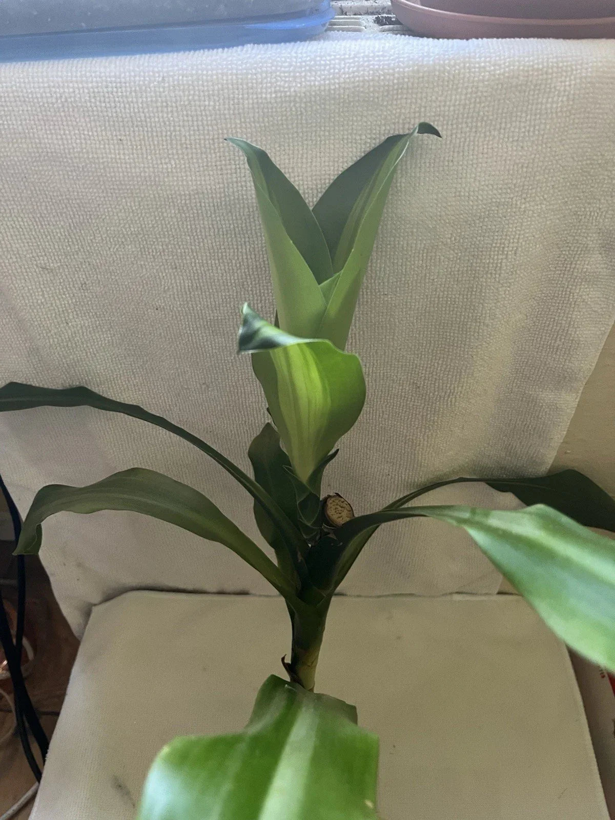 Corn Plant Cutting - Rooted Dracaena fragrans Indoor Houseplant - Easy Care Green Foliage for Home & Office