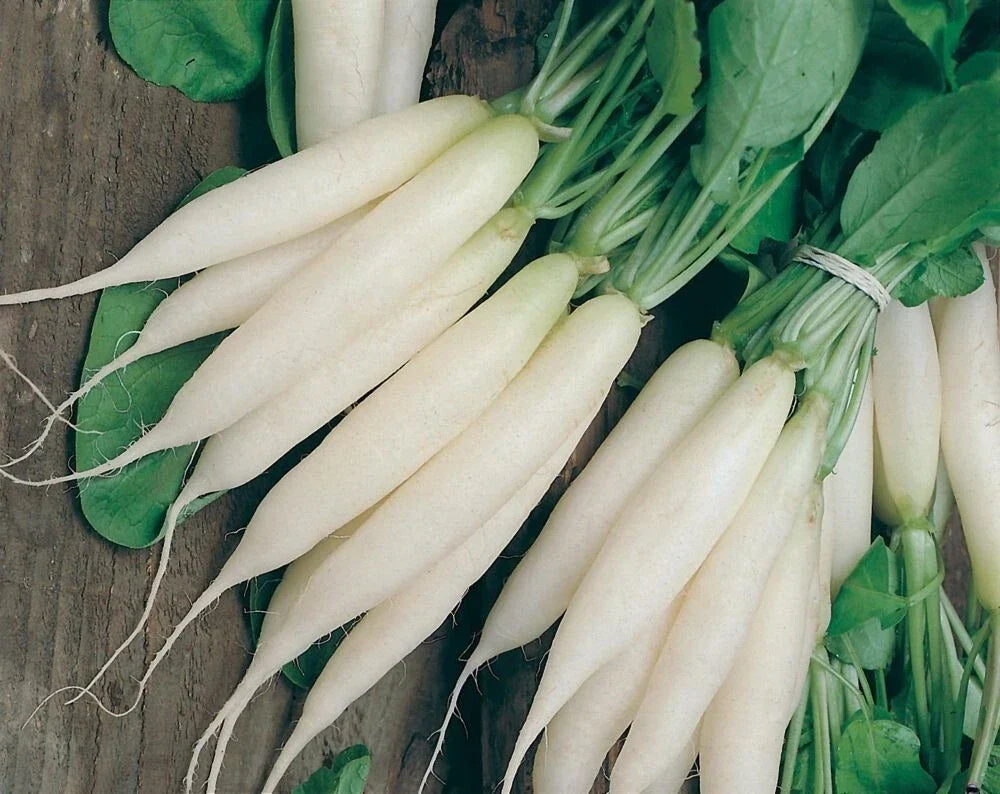 Organic White Icicle Radish Seeds – Heirloom, Non-GMO, Raphanus sativus, Fast-Growing Vegetable for Home Garden