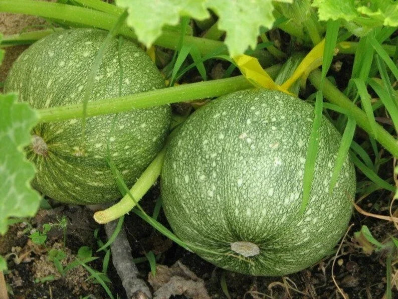 Round Zucchini Summer Squash Seeds - Non-GMO, Cucurbita pepo, Compact Bush, Various Pack Sizes, Free Shipping