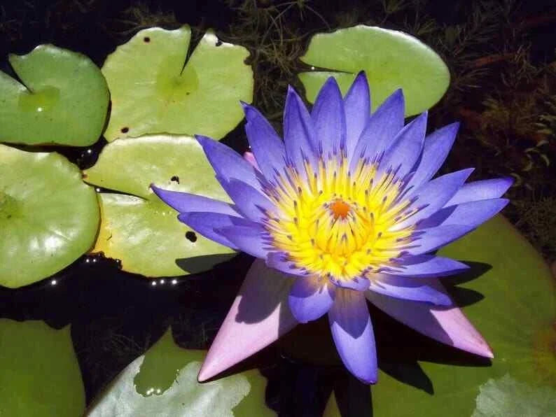 Blue Lotus Seeds Pack - Nelumbo nucifera - Tropical Water Garden Flowering Seeds for Ponds & Landscapes