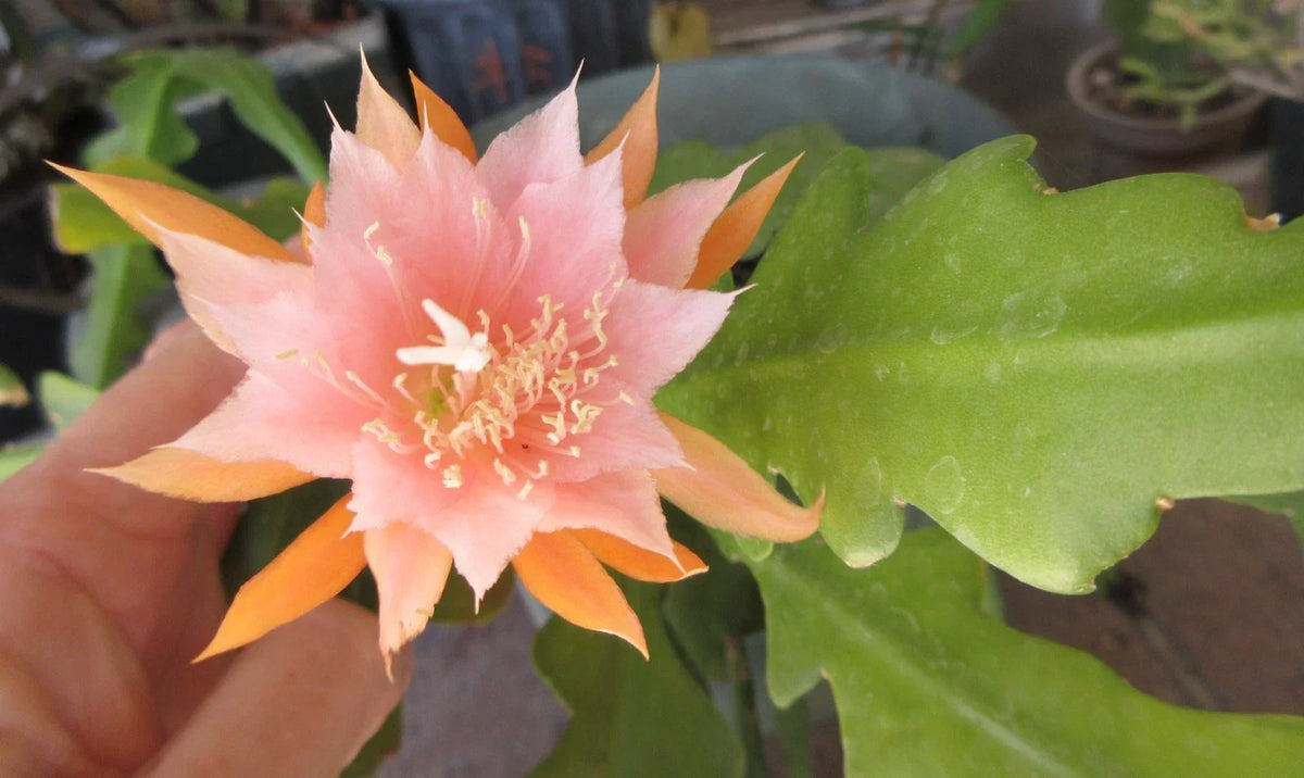Epiphyllum ''Kaguyahame'' Small Flower Plant – 2 Rooted Stems, Rare Orchid Cactus, Indoor Houseplant, Unique Epiphyllum spp.