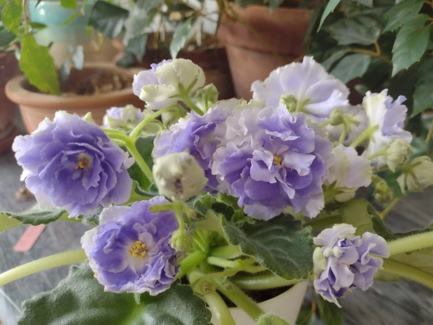 African Violet Unrooted Leaves 2 Pack RS Aquamarine Saintpaulia ionantha for Propagation & Indoor Gardening