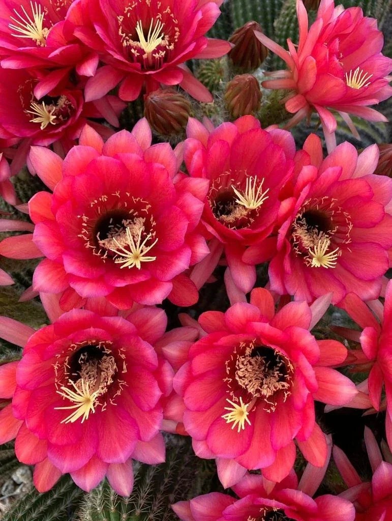Tricocereus Grandiflorus Plant - 3.5" Pot - Pink Flowers - Cactus Garden Decor - Echinopsis grandiflora