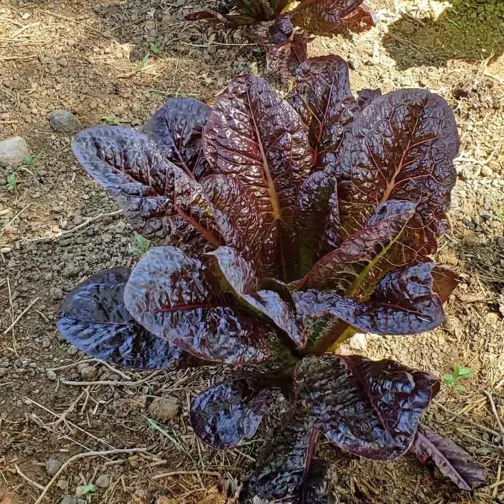 Red Romaine Lettuce Seeds - Organic Non-GMO Heirloom Salad Greens - Lactuca sativa - 500+ Seeds