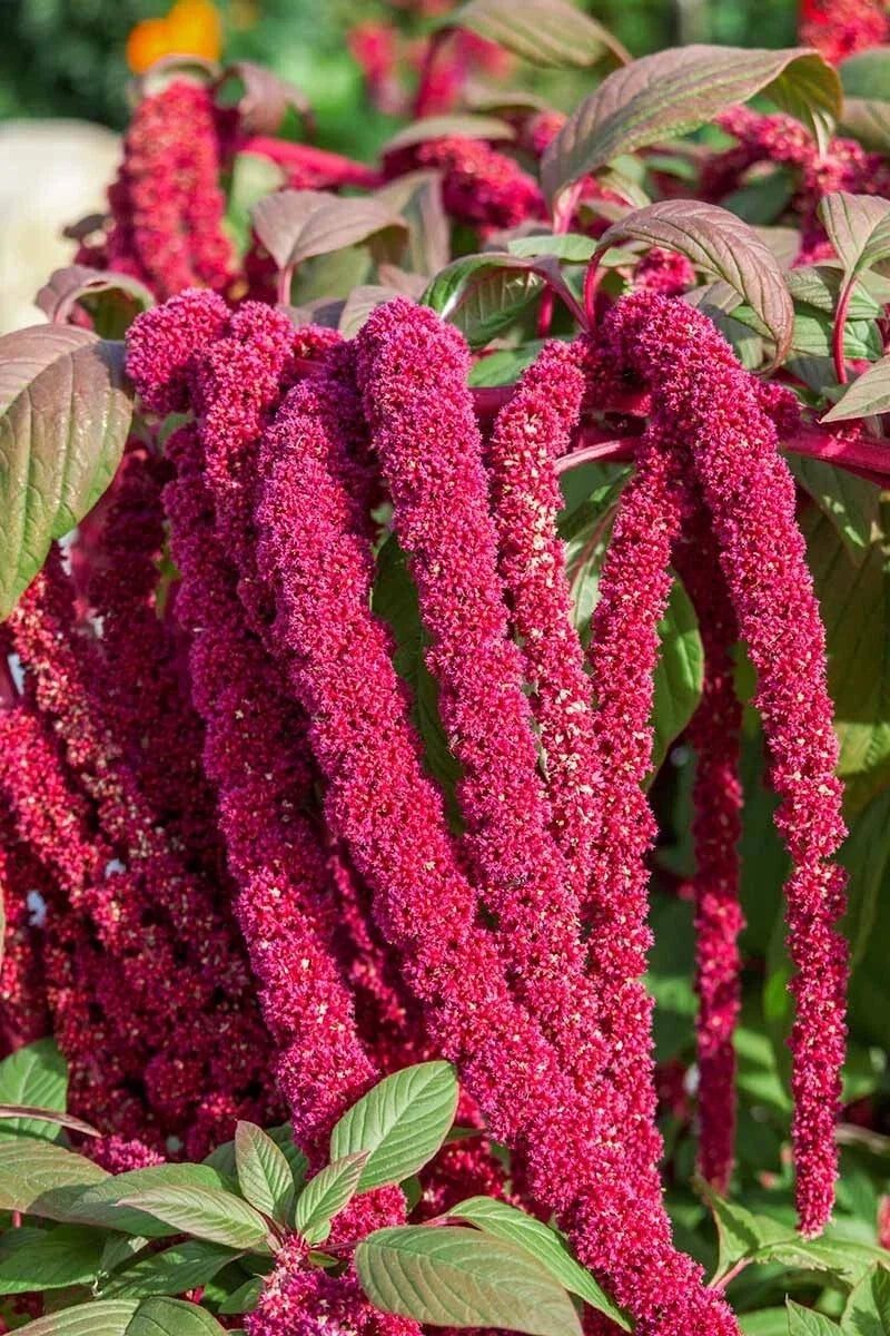 Love Lies Bleeding Amaranthus Seeds - Drought-Tolerant Annual for Dried Flowers & Garden Borders
