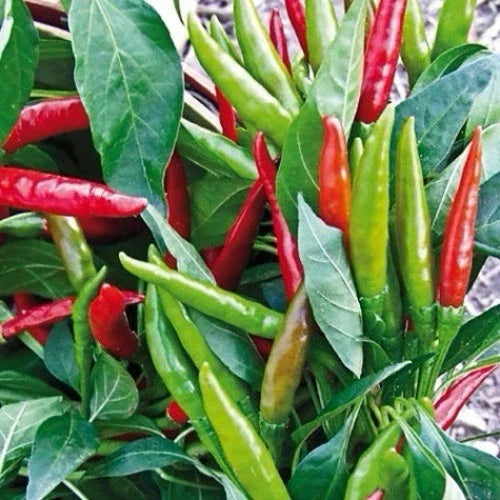 Thai Hot Pepper Seeds – Heirloom, Non-GMO, Capsicum annuum, 50+ Seeds for Spicy Cooking, USA Seller, Free Shipping
