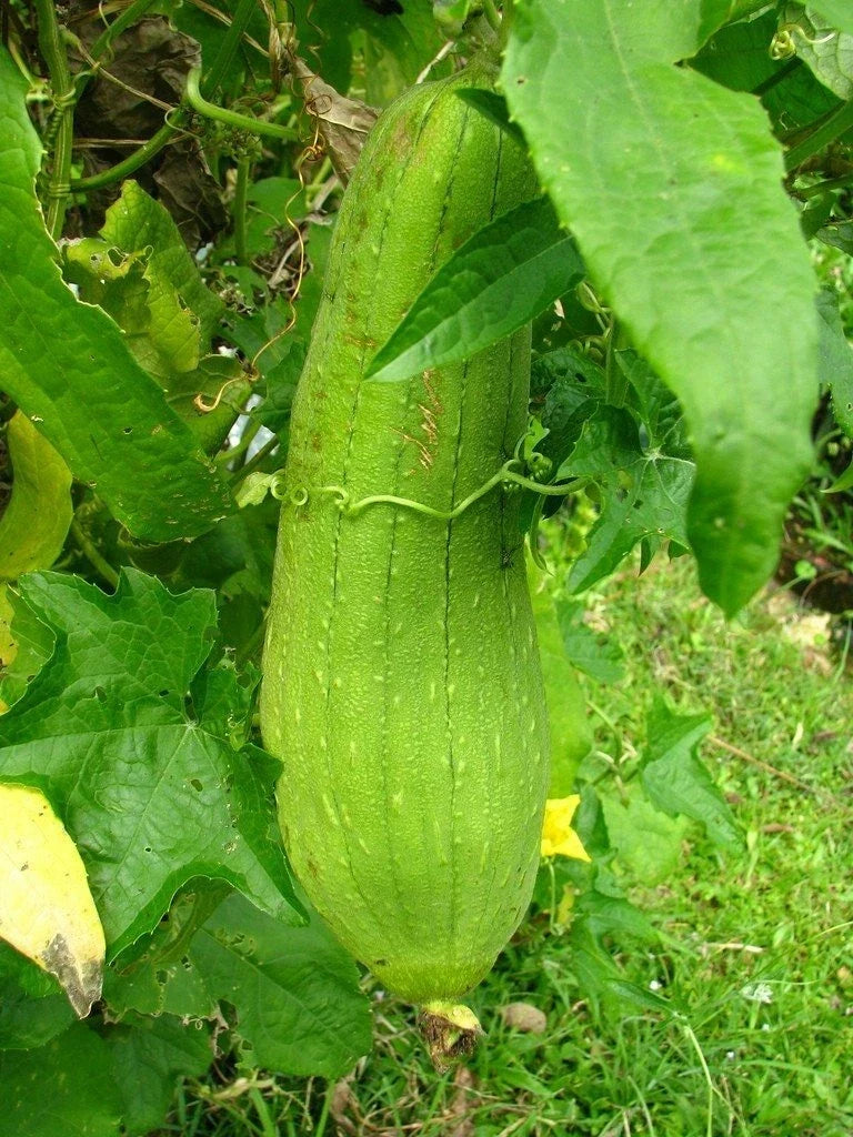 Luffa Gourd Seeds 10 Pack - Heirloom Non-GMO Sponge Vegetable - Luffa cylindrica - USA Grown
