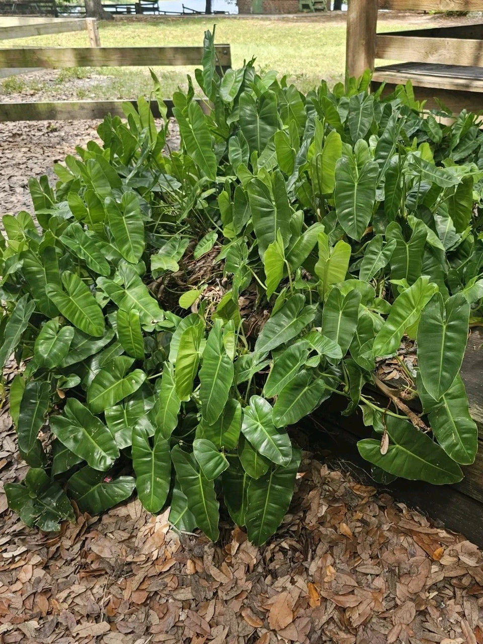 Philodendron Cutting with Roots – Burle Marx Variety – Indoor & Outdoor Plant – Philodendron 'Burle Marx'