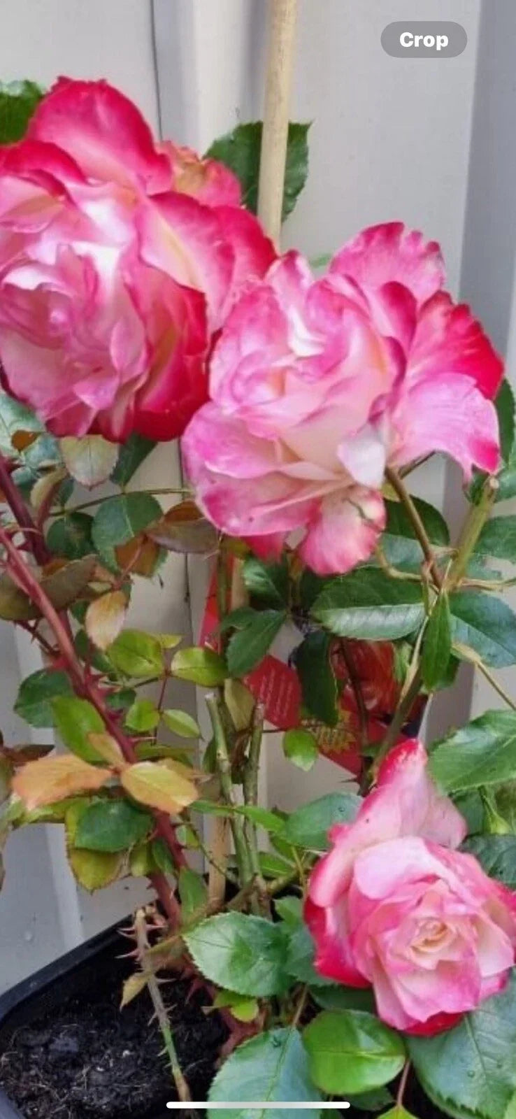 Fire and Ice Rose Cuttings - 3 Pack, 6-8" Long, Bi-colored Rosa 'Fire and Ice' for Garden, Container, Landscaping