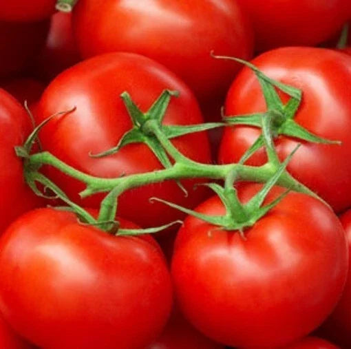 Moneymaker Tomato Seeds 50 Ct Heirloom Non-GMO Vegetable Garden Seeds Solanum lycopersicum