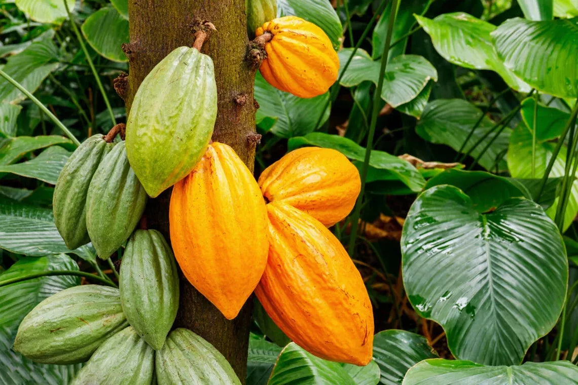 Cacao Tree Seeds for Planting - Wet Cocoa 2 Seeds - Rare Exotic Theobroma cacao