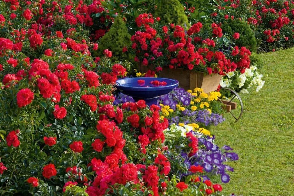 Scarlet Flower Carpet Groundcover Rose Cuttings - Everblooming, Low Maintenance, Rosa 'Flower Carpet' for Borders & Landscaping