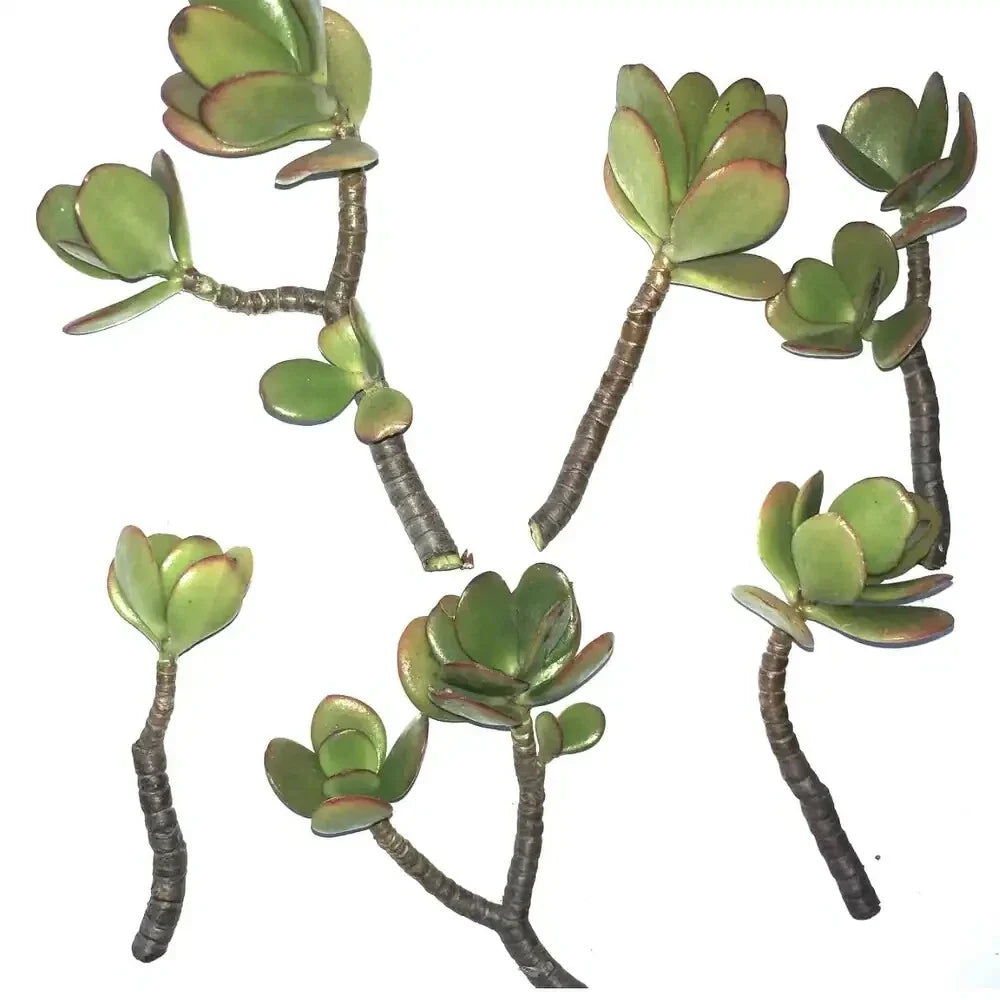 Jade Succulent Plant Cuttings 2 Pack, Crassula ovata, Easy to Root, Indoor & Outdoor, Low Maintenance, Fresh Green Foliage