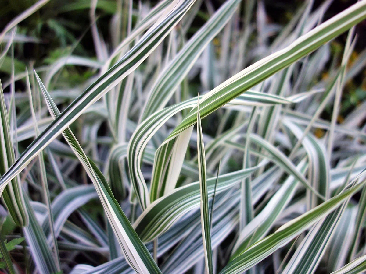 Reed Canary Grass Seeds - 1,000 Count - Ornamental Grass Phalaris arundinacea