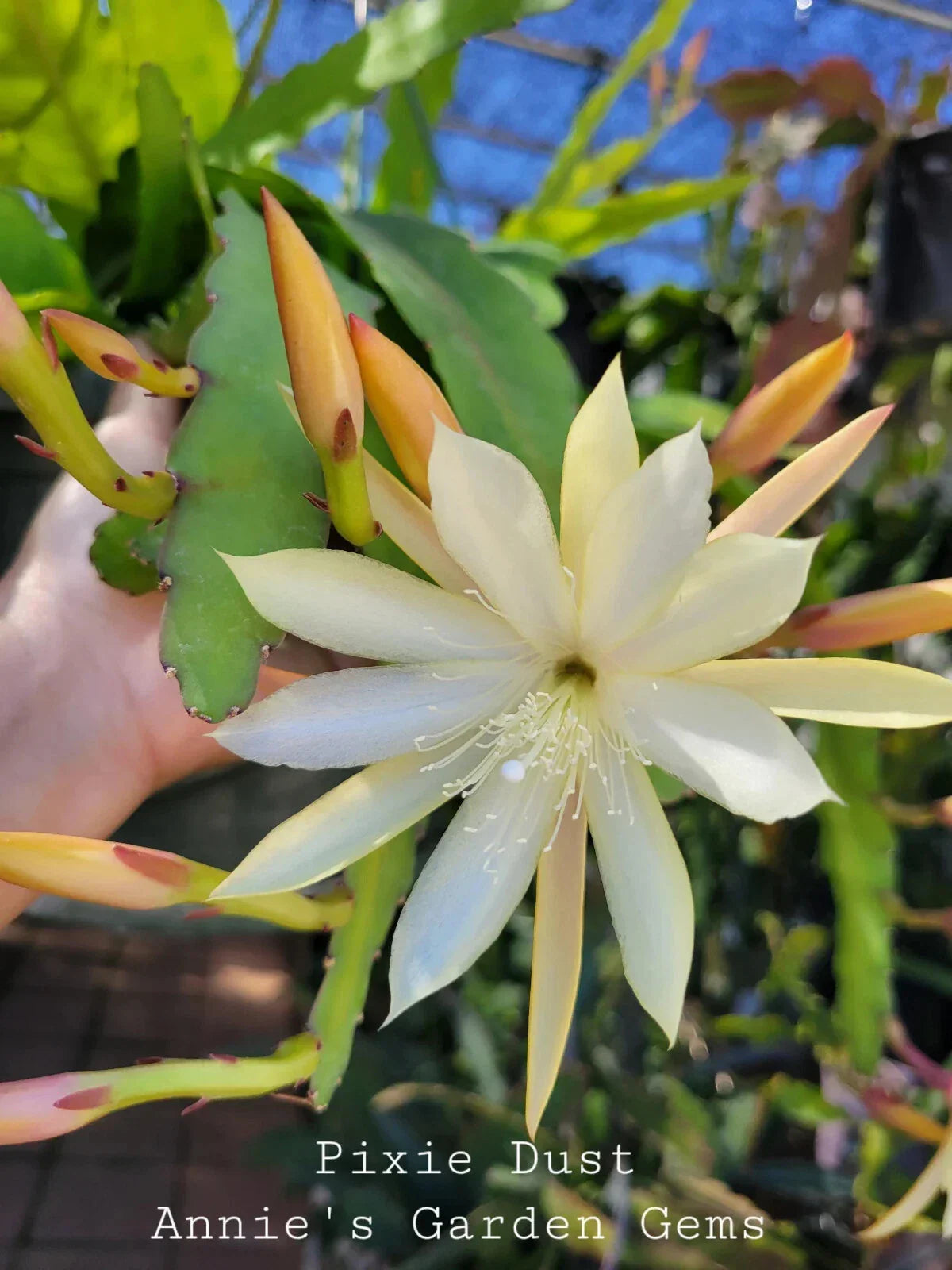Epiphyllum Cuttings - 8-10 Inches - Pixie Dust - Unrooted Epiphyllum Oxypetalum Indoor Plant Propagation