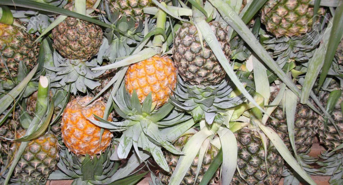 Cayena Lisa Pineapple Seeds - 15+ Non-GMO Seeds for Garden Planting - Ananas comosus - USA Grown