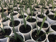 Sabal Minor Palms - 5" to 7" Dwarf Palmetto Plants - Hardy Indoor/Outdoor Palm Trees (Sabal minor)