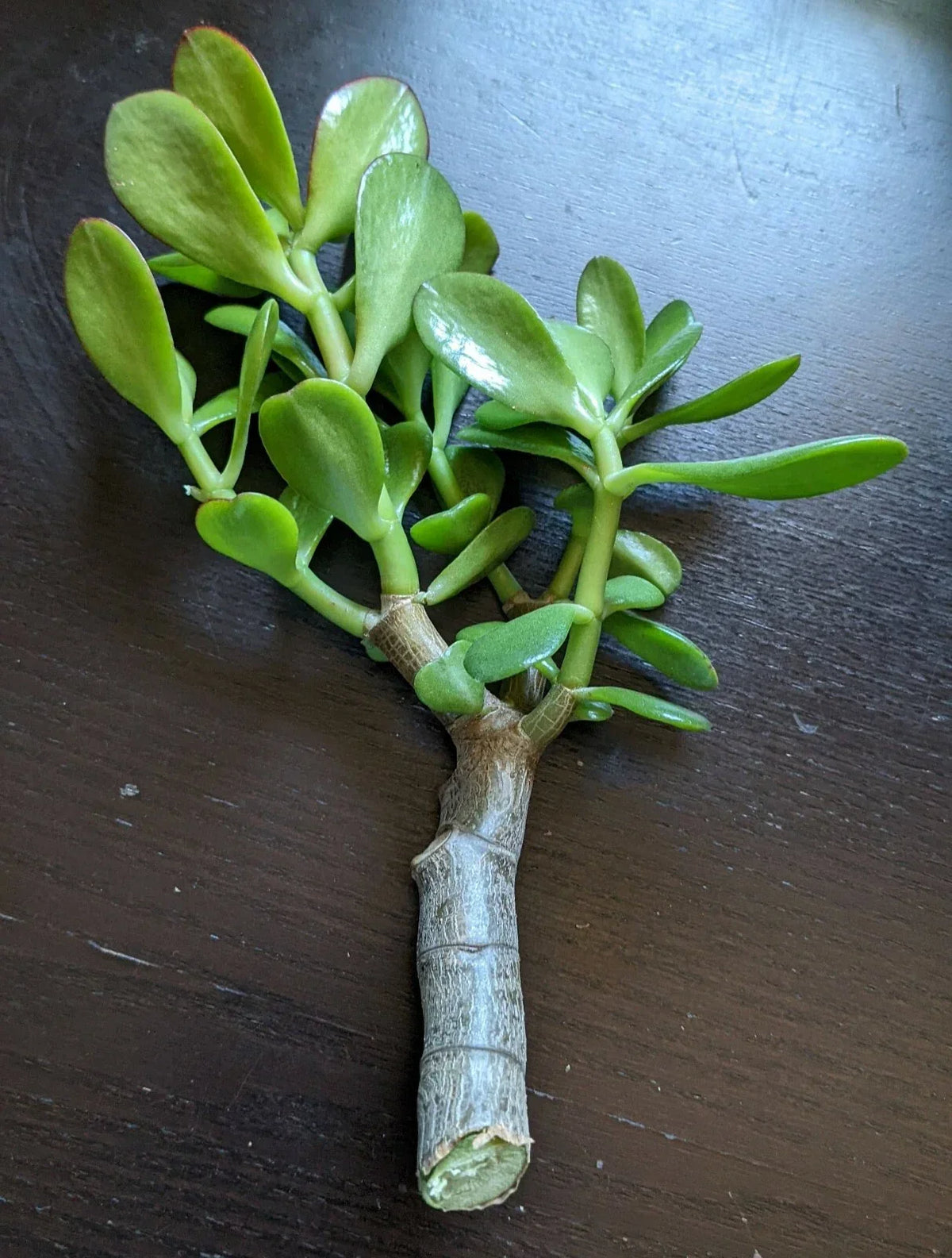 Jade Plant Cutting - Thick Succulent Propagation - Crassula ovata - 0.5-0.75 Inch Diameter