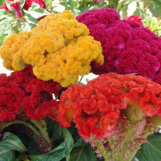 Celosia Seeds Mix | Cristata Variety | Non-GMO Flower Seeds for Garden & Containers | Vibrant Colors