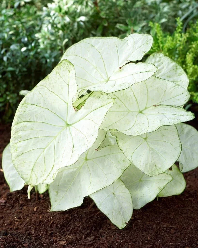 Caladium Bulbs Florida Moonlight - 5 Count | Caladium bicolor