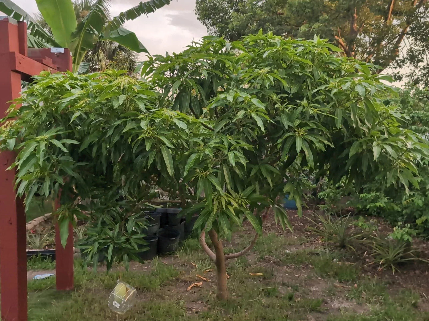 Mango Grafting Cuttings - 3 Rosigold Scion Wood for Grafting - Tropical Fruit Trees - Mangifera indica