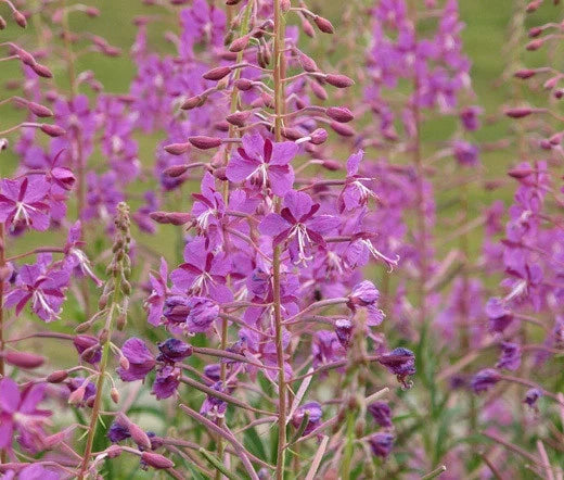 Fireweed Seeds - Bulk 1,000 - Epilobium angustifolium - Pink Purple Wildflower for Garden, Landscaping & Pollinator Attracting