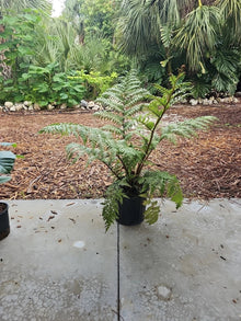 XXL Australian Tree Fern Live Plant 42" Cyathea cooperi Indoor/Outdoor Green Foliage