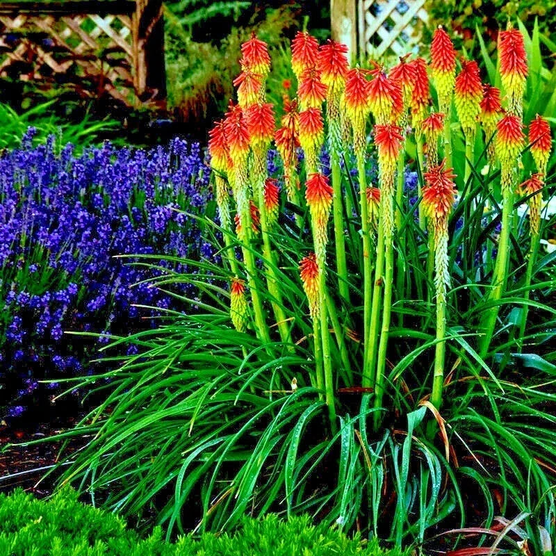 Rare Dwarf Fire Dance Torch Lily Seeds - Kniphofia hirsuta, Hardy Perennial, Vibrant Red & Yellow Flowers, Drought Tolerant, Garden Plant