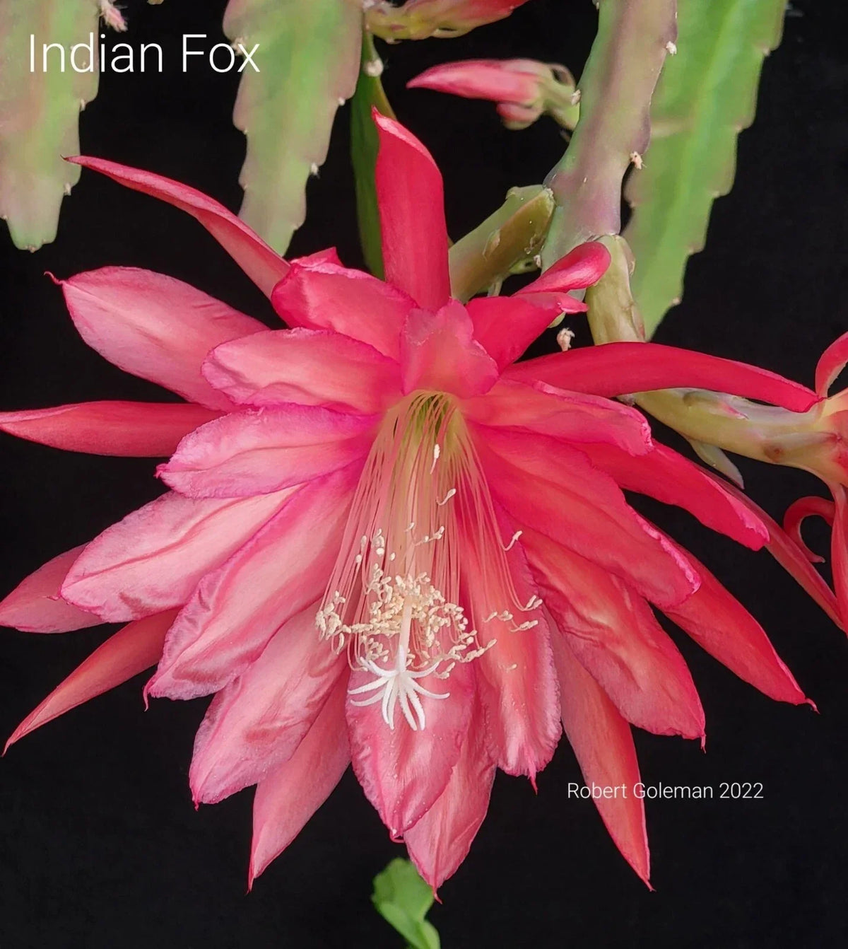 Epiphyllum 'Indian Fox' Unrooted Cutting | Rare Orchid Cactus Propagation | Exotic Houseplant | Epiphyllum oxypetalum