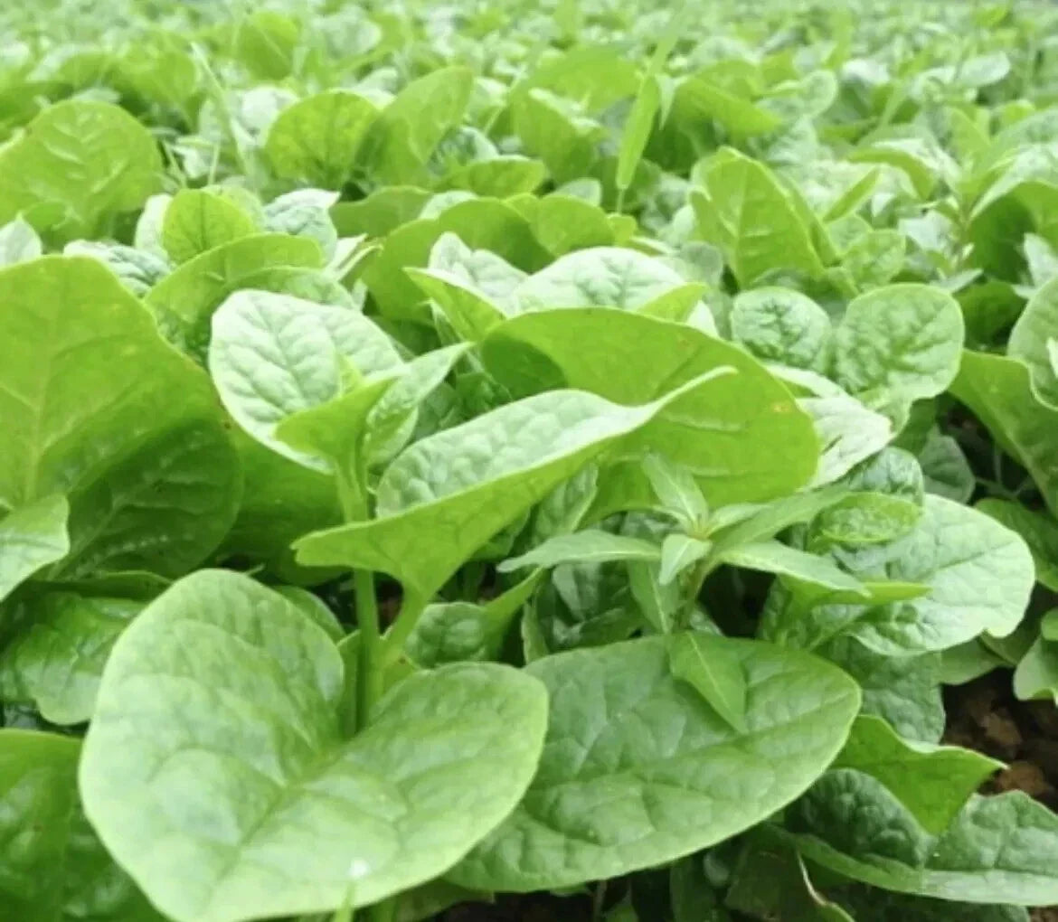 Malabar Spinach Seeds - 50 Pack - Thick Fleshy Leaves - Basella Alba - Warm Climate Vegetable Seeds