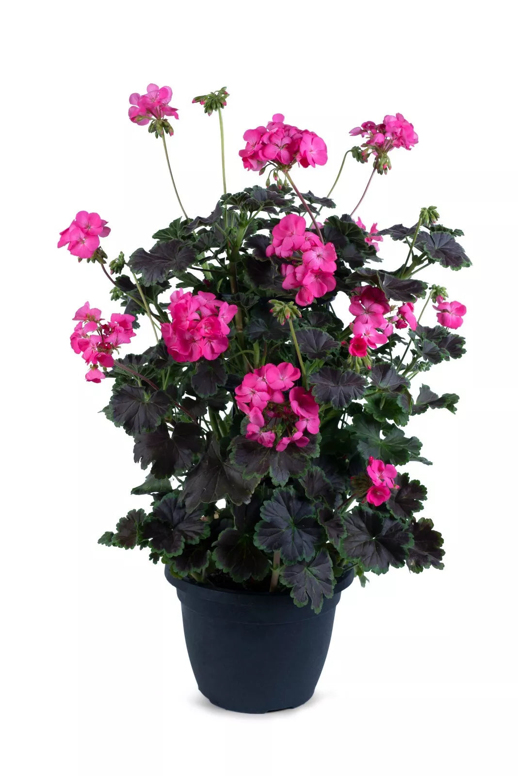 Climbing Geranium Plants 4 Plugs Hot Pink Flowers Geranium Zonal Tall Dark & Handsome Annual Starter Plants