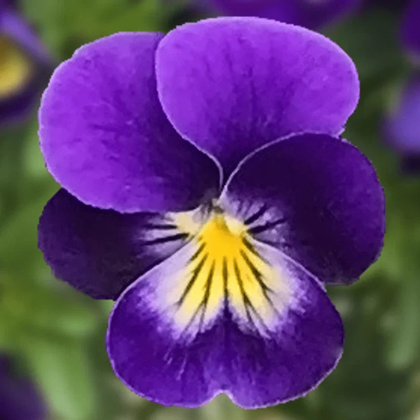 Viola Seeds Endurio Blue Face - 50 Seeds - Perennial Viola cornuta for Garden and Landscaping