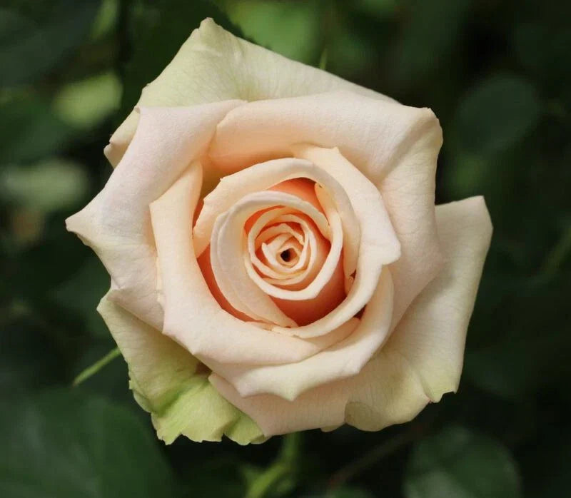 Sahara Rose Plant Cuttings – 3 Propagation Pieces for Grafting – Rosa 'Sahara' – Indoor & Outdoor Gardening