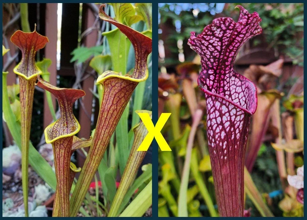 Sarracenia Seeds - 2025 Wasp Hybrid (Flava x Alata x Leucophylla) Neon Pink Carnivorous Plant Seeds