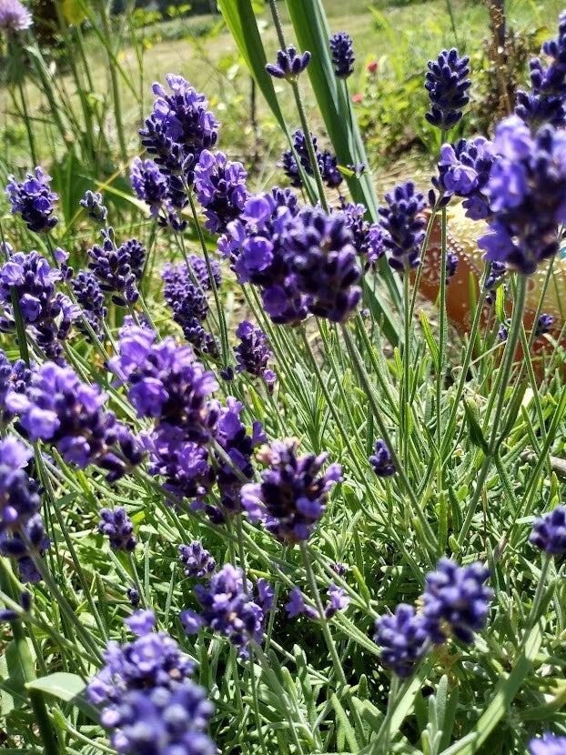 Organic English Lavender Herb Cuttings for Propagation, Lavandula angustifolia, Aromatic Garden Plants, 6-8 Inches