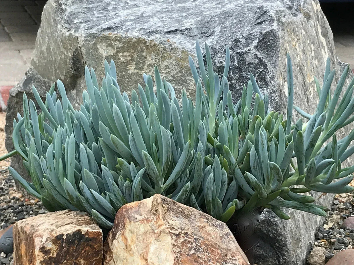Senecio Mandraliscae Blue Chalk Sticks Succulent Cuttings - 5" Live Drought-Tolerant Indoor Outdoor Plant