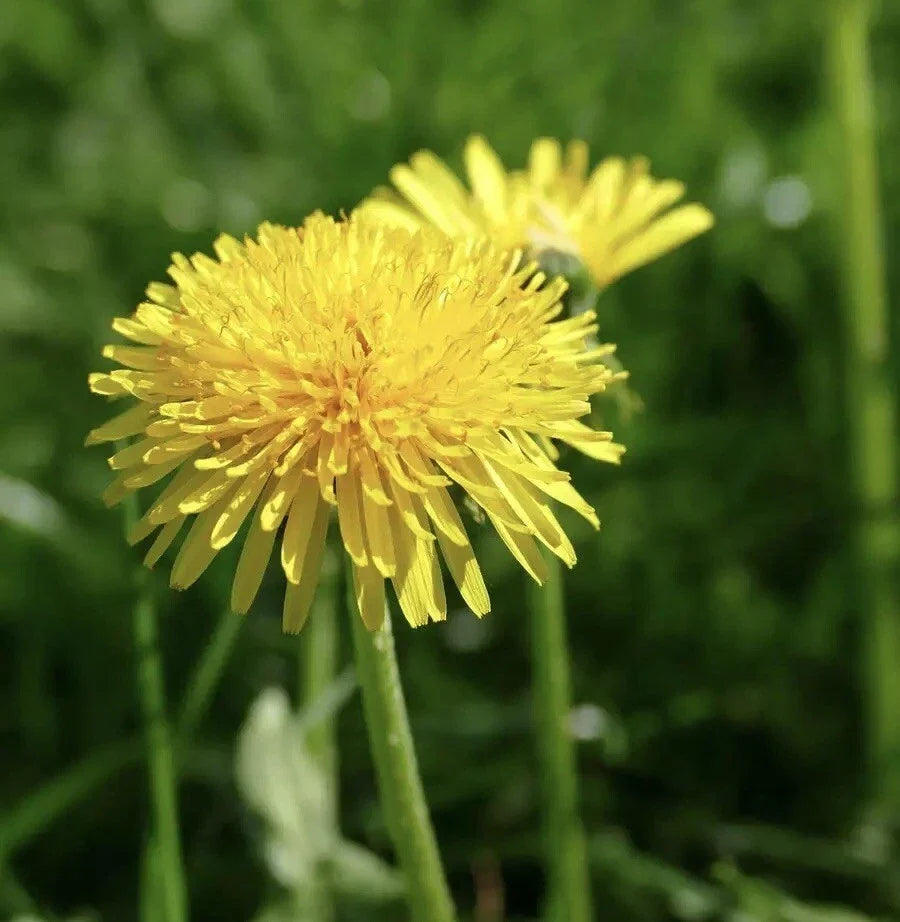 Dandelion Seeds 250++ Taraxacum officinale - Edible Herb, Medicinal Plant Seeds for Gardening