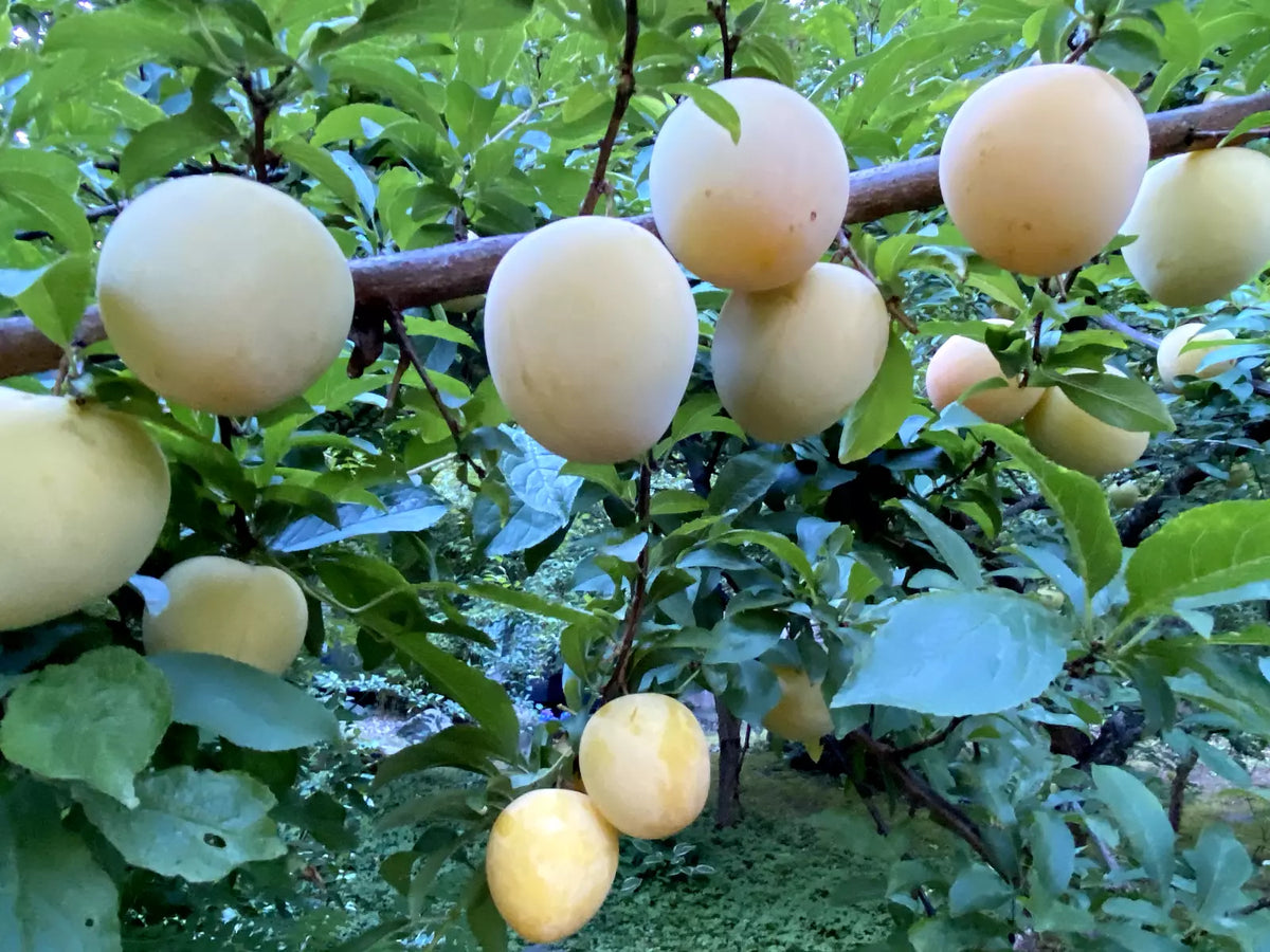 Japanese Yellow Plum Cuttings - 4 Large Edible Fruit Propagation Material - Prunus salicina for Landscaping & Fruit Production