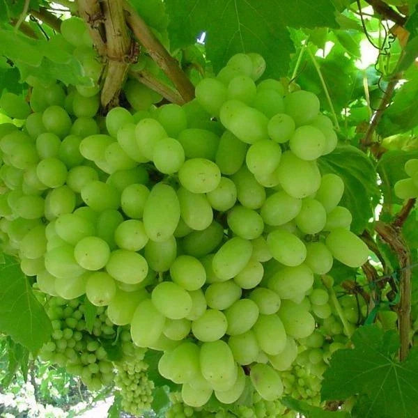 Thompson Seedless Grape Vine Cuttings – Vitis vinifera, 10 Live Clippings for Home Garden & Vineyard